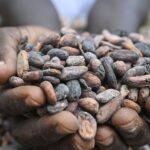 Cocoa is the best-performing commodity of 2024 — even beating bitcoin. What’s next?