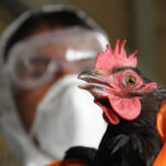 Bird flu scare: Rivers to begin livestock vaccination