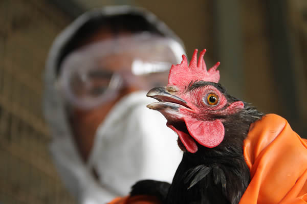 Bird flu scare: Rivers to begin livestock vaccination