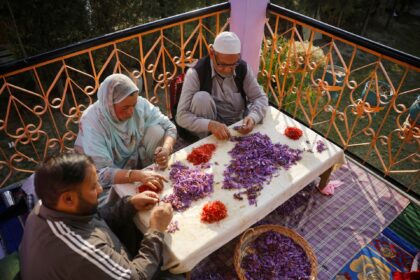 Kashmir’s famed saffron faces devastating new terror: Porcupines