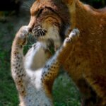 Cel mai greu de văzut animal din România. Fantoma pădurilor carpatine a primit porecla „ochiul care vede totul”
