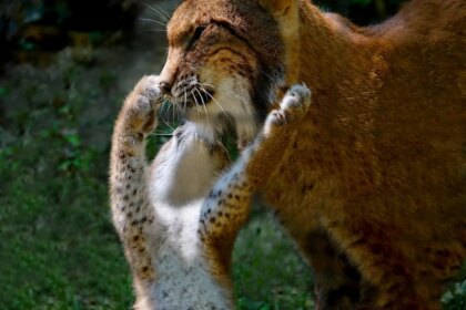 Cel mai greu de văzut animal din România. Fantoma pădurilor carpatine a primit porecla „ochiul care vede totul”