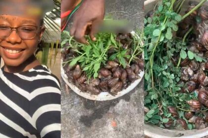 “My mum declares no buying of meat till further notice” – Lady reveals after harvesting 300 snails from their garden due to the heavy downpour (WATCH)