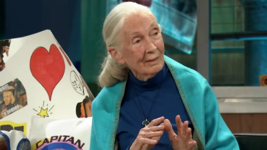 El desafío de Jane Goodall, famosa experta en chimpancés, a David Broncano en ‘La Revuelta’: “¿Debería enseñarte?”