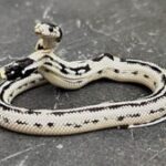 Meet Angel/Zeke, a Rare 2-Headed Snake Surviving Against the Odds