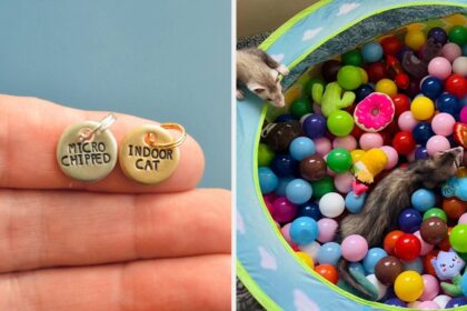 37 Things That Just Want To Make Life Easier For Pet Owners
