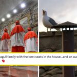 People Were Waiting For White Smoke, But Instead, Some Seagulls Showed Up First And Hijacked The Whole Conclave