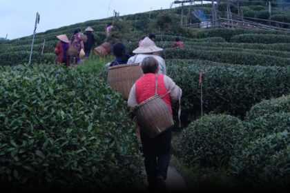In China’s Tea Heartland, Workers Pick Through Climate Whiplash