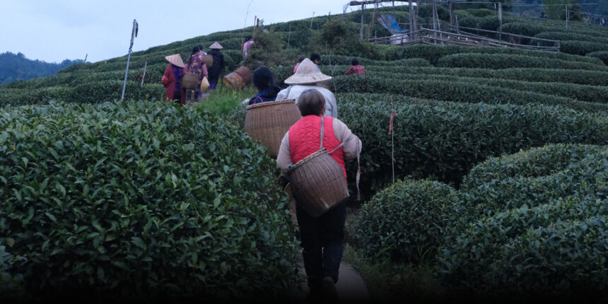 In China’s Tea Heartland, Workers Pick Through Climate Whiplash
