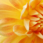 Create Your Blossom Bliss