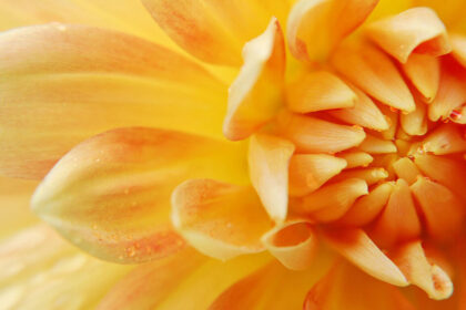 Create Your Blossom Bliss