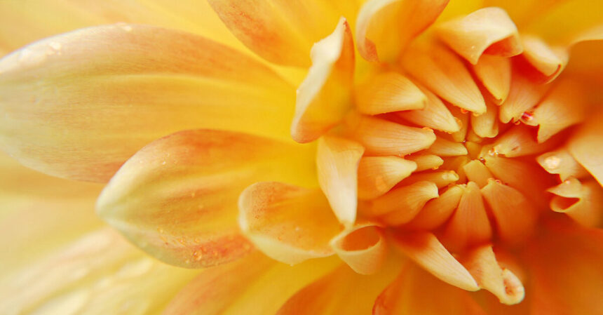 Create Your Blossom Bliss