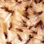 Watch Out Beijing, Termite Season is Upon Us