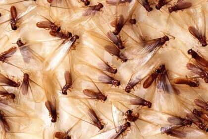 Watch Out Beijing, Termite Season is Upon Us
