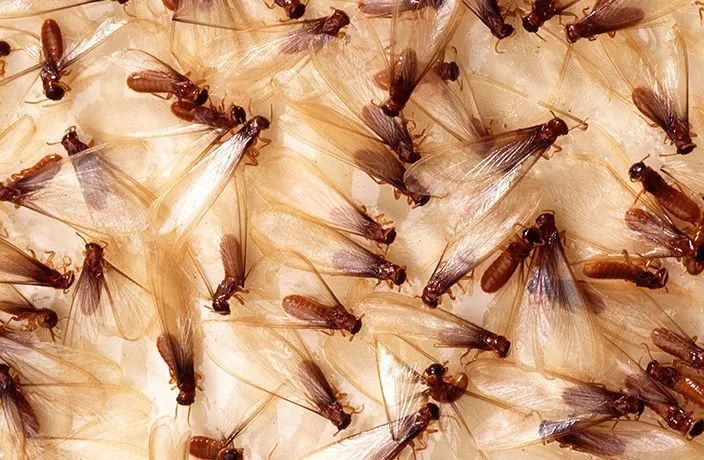 Watch Out Beijing, Termite Season is Upon Us