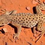 Estos diminutos lagartos vivieron al borde del cráter que acabó con los dinosaurios… y sobrevivieron: así lo lograron