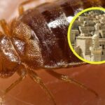 Revelador hallazgo genético: descubren que las chinches podrían ser la primera plaga urbana de la historia, hace más de 7.000 años