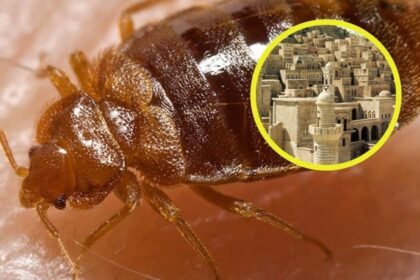 Revelador hallazgo genético: descubren que las chinches podrían ser la primera plaga urbana de la historia, hace más de 7.000 años