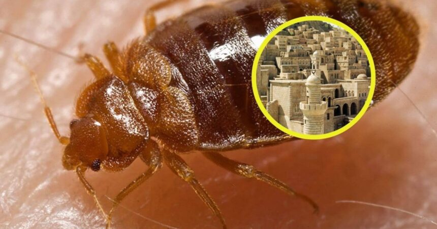 Revelador hallazgo genético: descubren que las chinches podrían ser la primera plaga urbana de la historia, hace más de 7.000 años