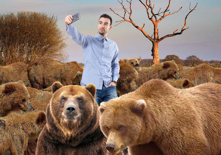 Pedepse dure! Șoferii care opresc să filmeze urși vor avea Tik Tok-ul suspendat șase luni