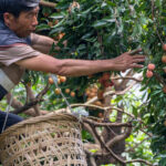 In China, a Good Year for Lychees Becomes a Bad One for Farmers