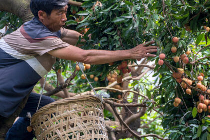 In China, a Good Year for Lychees Becomes a Bad One for Farmers