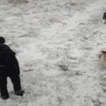 Iluzie optică | Vezi o persoană și 2 câini în imagine? Mai privește o dată: răspunsul te va lăsa fără cuvinte