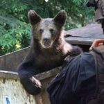 Jandarmii au alungat un urs în Brașov: ”Hai, treci la scara ta!”